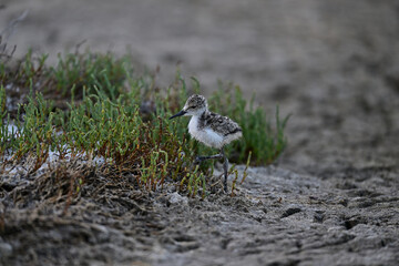 Black-necked stilt aka Himantopus mexicanus chicks