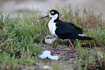 Black-necked stilt aka Himantopus mexicanus mother hiding her chicks under her belly