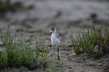 Black-necked stilt aka Himantopus mexicanus chicks