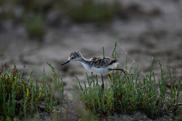 Black-necked stilt aka Himantopus mexicanus chicks