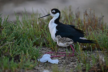 Black-necked stilt aka Himantopus mexicanus mother hiding her chicks under her belly