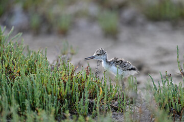 Black-necked stilt aka Himantopus mexicanus chicks