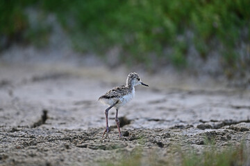 Black-necked stilt aka Himantopus mexicanus chicks