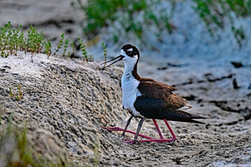 Black-necked stilt aka Himantopus mexicanus mother hiding her chicks under her belly