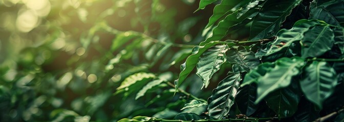 Coffee farm plantation field plant garden horizontal banner wallpaper background
