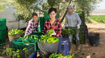 Team of farmers sorting green bell peppers in backyard of a farm after harvest