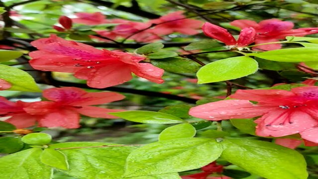 Rhododendron spp or Azalea flowers are a type of flower with striking and varied colors.