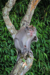 Monkey Perched on Tree Branch in Lush Foliage