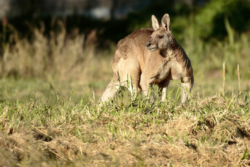 Suburban Kangaroos