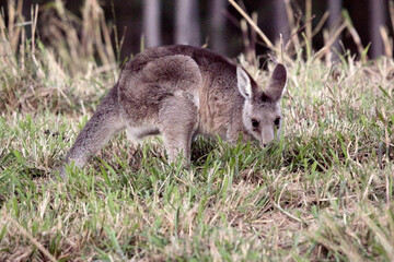 Naklejka premium Suburban Kangaroos
