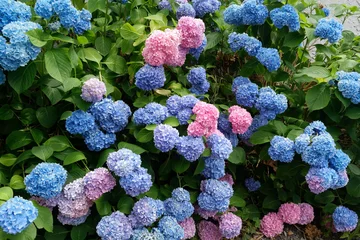 Gordijnen Blooming blue and pink hydrangeas © Noel