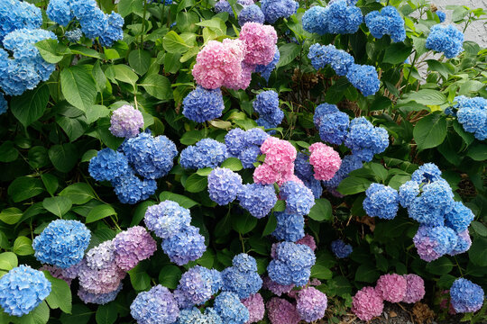 Blooming blue and pink hydrangeas
