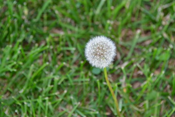 Dandelion Puff Ball