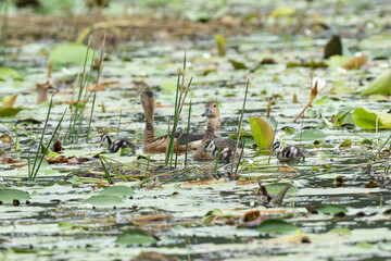 A mother duck and her ducklings in the water