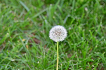 Dandelion Puff Ball