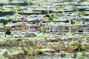 A mother duck and her ducklings in the water