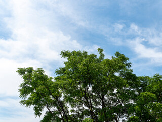 青空と新緑の葉を付けた樹木