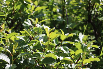 leaves in the garden