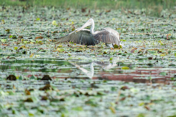 The spot-billed pelican or grey pelican (Pelecanus philippensis) is a member of the pelican family. 