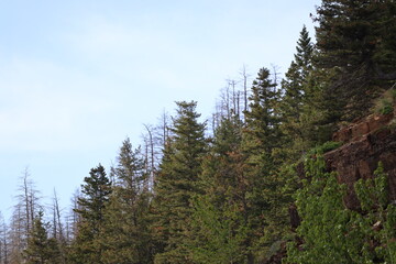 pine tree forest