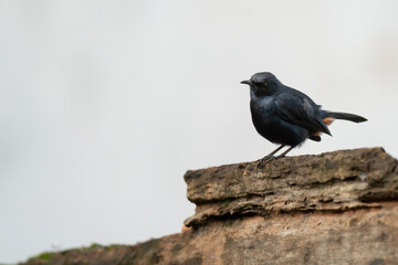 Blackbird on wall