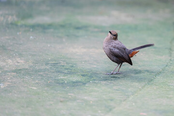 Black magpie on cement floor