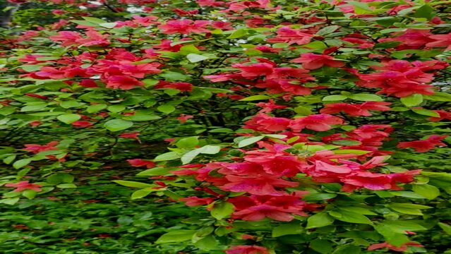 Rhododendron spp or Azalea flowers are a type of flower with striking and varied colors.