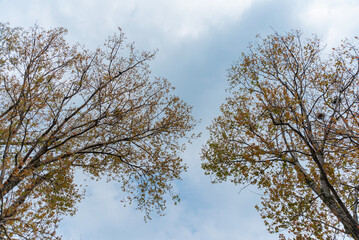 Trees with leaves on a cloudy day