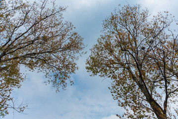 Trees with leaves on a cloudy day