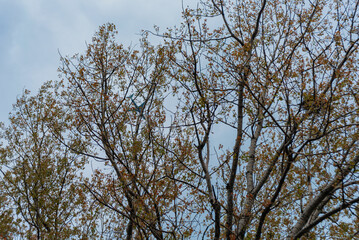 Trees with leaves on a cloudy day