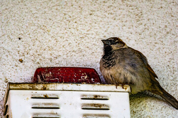 House Sparrow Perched on a Wall