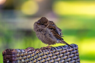 House Sparrow Perched on a Wicker Chair
