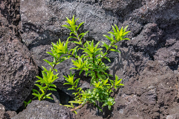  Dubautia scabra, or rough dubautia, is a species of Dubautia endemic, It is a member of the silversword alliance. Hawaii Volcanoes National Park, 1974 Aʻā Lava Flow.