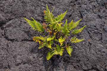 Pityrogramma austroamericana, Pityrogramma, the silverback ferns, or goldback ferns. Hawaii...