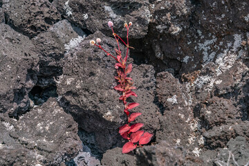 Persicaria capitata, pink-headed persicaria, pinkhead smartweed, pink knotweed, Japanese knotweed, pink bubble persicaria,   Hawaii Volcanoes National Park, 1974 Aʻā Lava Flow.   