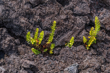 Nephrolepis is a genus of about 30 species of ferns. It is the only genus in the family Nephrolepidaceae,  which grows on lava flows in Hawaii. Hawaii Volcanoes National Park, 1974 Aʻā Lava Flow.  