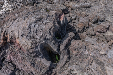 A lava tree mold, sometimes erroneously called a lava tree cast, is a hollow lava formation that formed around a tree trunk. Hawaii Volcanoes National Park, July 1973 Lava Flow from Fissure vent 