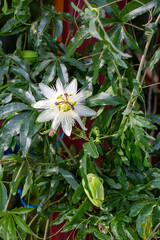 Ivy plant genus. Scientific name; Passiflora caerulea Constance Elliot