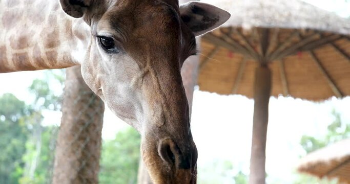 Close up of two reticulated giraffe's Giraffa reticulata heads while they feed during the afternoon African giraffe herd. portrait of wild African giraffe herd closeup in the forest