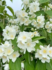 Jasmine absolute Egyptian . Jasmine grandiflorum flowers blossoms.