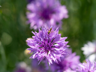 紫色のヤグルマギクとハナアブ
