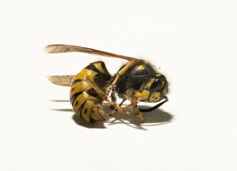 Vespula germanica, the European wasp, German wasp, or German yellowjacket. Dead insects.