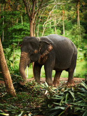 Fototapeta premium Forest, green and elephant eating plants in jungle or nature with organic food in Thailand. Outdoor, tropical and woods with conservation for biodiversity, ecosystems and preservation for wildlife