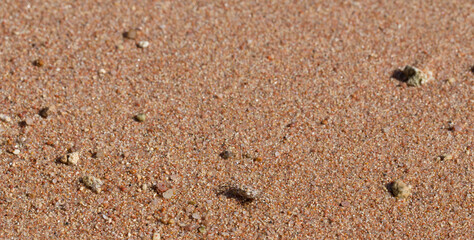 The coastline of the Red Sea. Sand, pebbles, corals, fossils. Background with a marine theme.