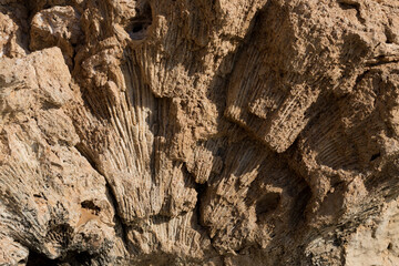 Fossil corals of the Red Sea. Ancient creatures, turned into stone. Reef corals.
