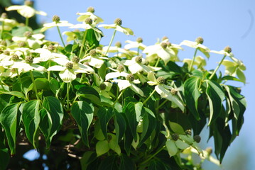 Upclose of flowers from a tree