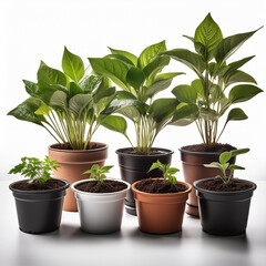 Obraz premium 화분, Flower pot, 식물, Plant, 정원, Garden, 실내, Indoor, 장식, Decoration, 화초, Flowers, 흙, Soil, 물, Water, 영양제, Fertilizer, 성장, Growth, 나무, Tree, 플라스틱, Plastic, 테라코타, Terracotta, 도자기, Ceramic, 배수구, Drainage h