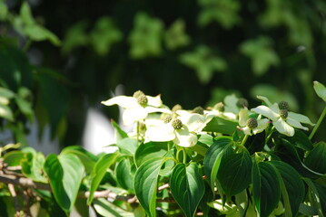 Blossomed flower buds on tree
