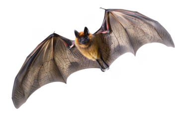 A variety of bat species including common pipistrelle, Little red flying fox, Little Brown Myotis, and big brown bat flying with spread wings. This dynamic image showcases the beauty and.