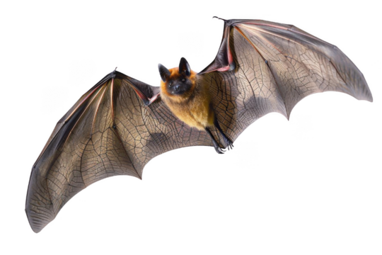 A variety of bat species including common pipistrelle, Little red flying fox, Little Brown Myotis, and big brown bat flying with spread wings. This dynamic image showcases the beauty and.